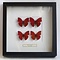 Mounted red butterflies (4) in exclusive black wooden frame - Cymothoe sangaris