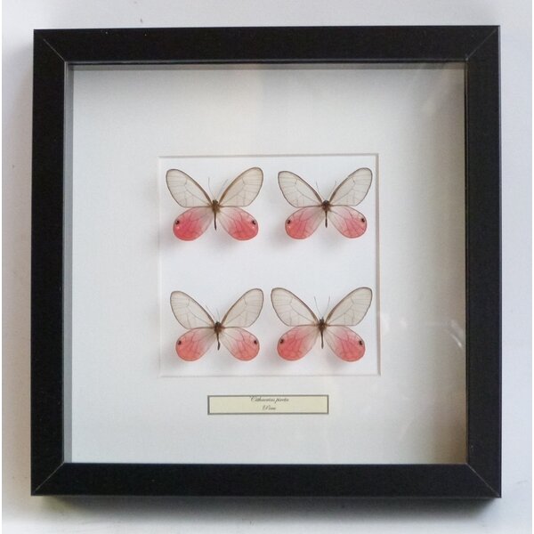 Mounted butterflies (4) in exclusive black wooden frame - Cithaerias merolina