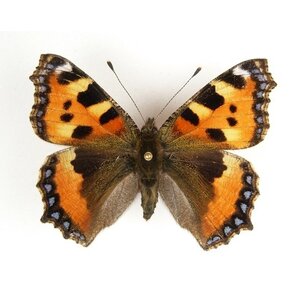 Aglais urticae - kleine vos