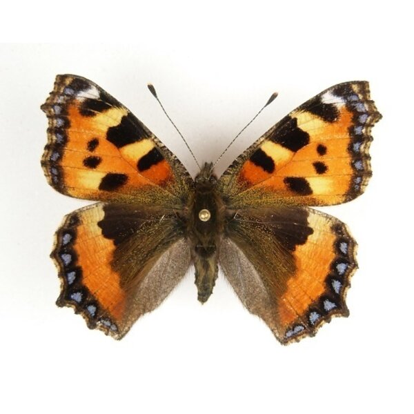Aglais urticae - kleine vos