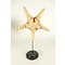 Starfish on wooden base