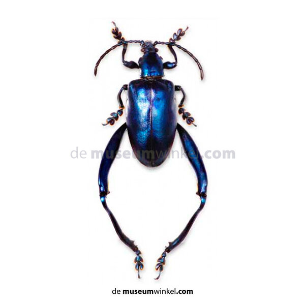 Sagra longicollis - blue