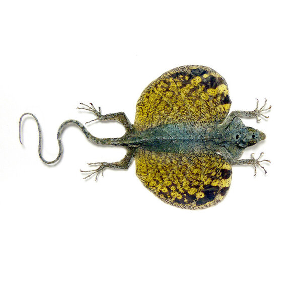 Präparierte Gemeine Flugdrache