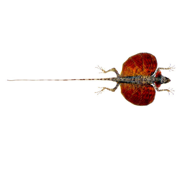 Opgezette vliegende draak