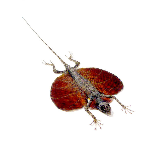 Präparierte Gemeine Flugdrache