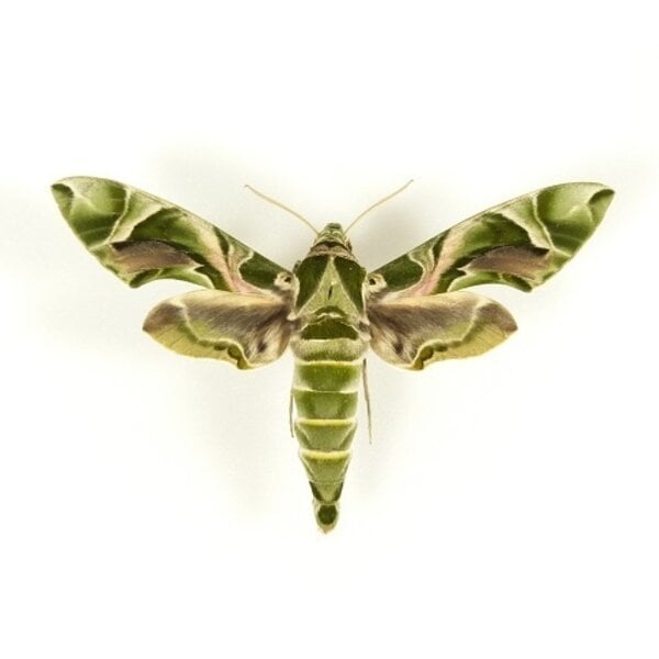 Daphnis nerii - oleanderpijlstaart