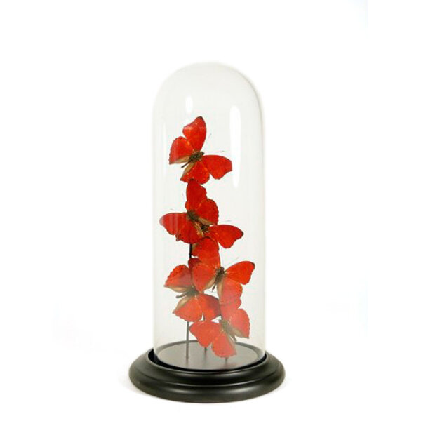 Glasglocke mit Präparierte Schmetterlinge - Cymothoe sangaris