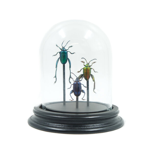 Glass dome with 3 Sagra longicollis beetles