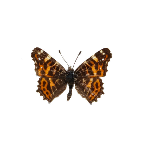 Araschnia levana - the map