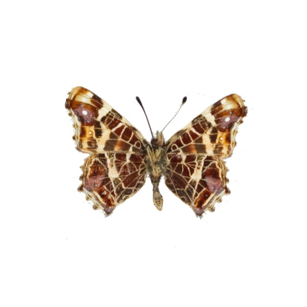 Araschnia levana - the map