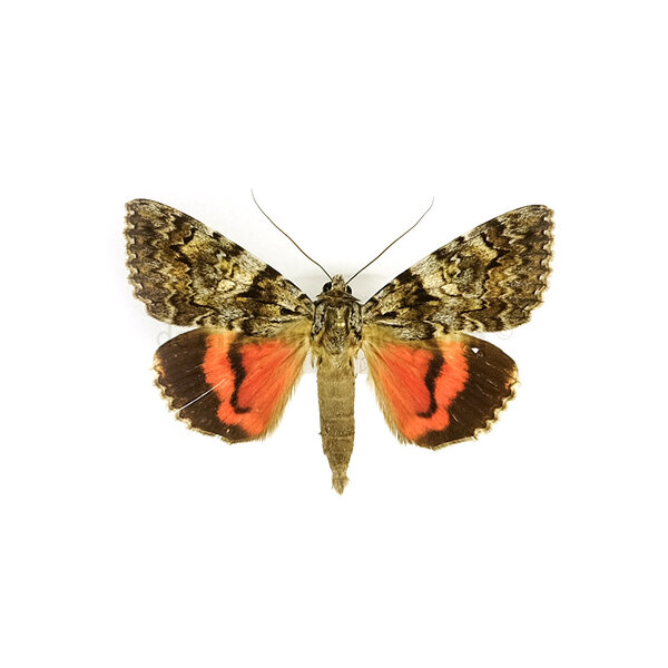 Catocala promissa - leichte karminrote underwing