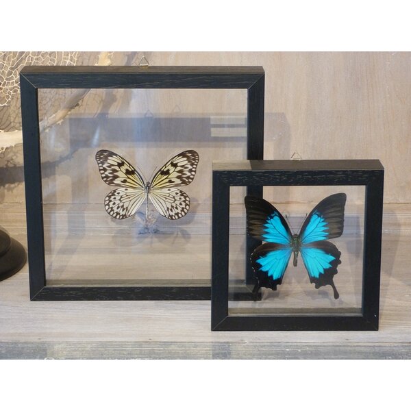 Mounted butterflies (2) in double glass frame - Idea leuconoe obscura and Papilio ulysses ulysses