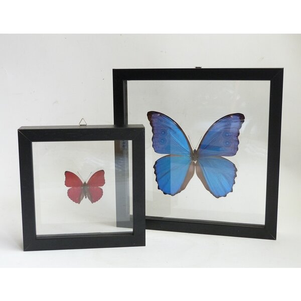 Präparierte Schmetterlinge (2) im Doppelglas Rahmen - Morpho didius und Cymothoe sangaris