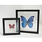 Mounted butterflies (2) in double glass frame - Morpho didius and Cymothoe sangaris