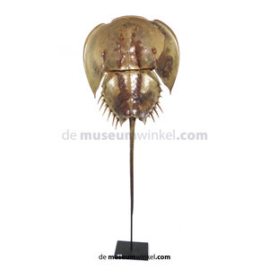 Horseshoe crab (large) on standard