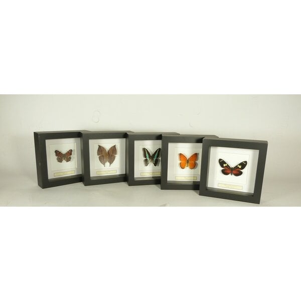 Exclusive black frame 16 x 16 cm