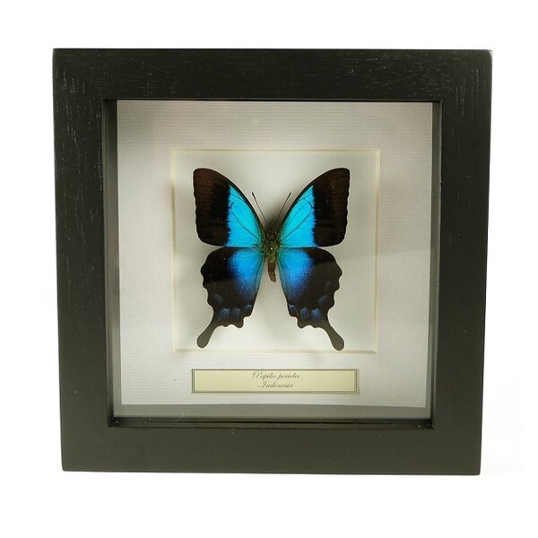 Exklusiven schwarzen Holzrahmen 16 x 16 cm