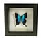 Exclusive black frame 16 x 16 cm