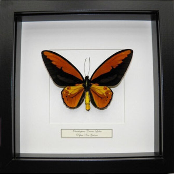 Exklusiven schwarzen Holzrahmen 25 x 25 cm