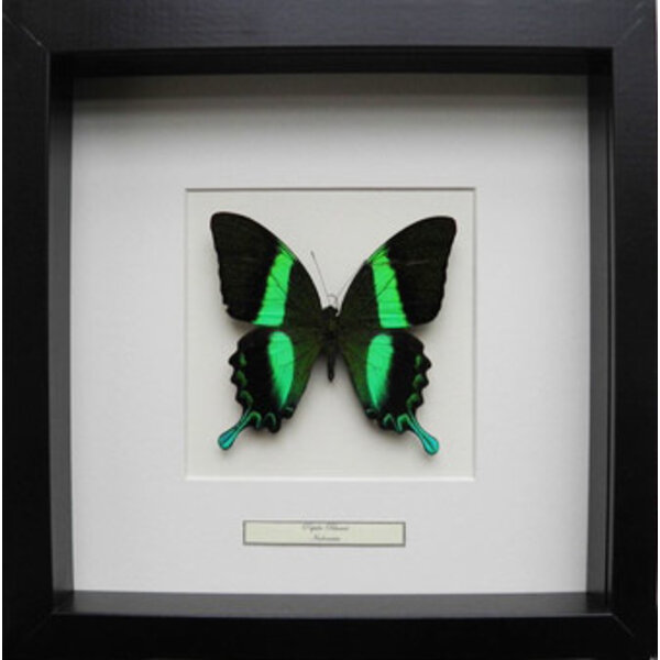 Exclusieve zwart houten lijst 25 x 25 cm