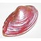 Bivalvia shell (pink)