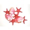 Bivalvia Schale (rosa)