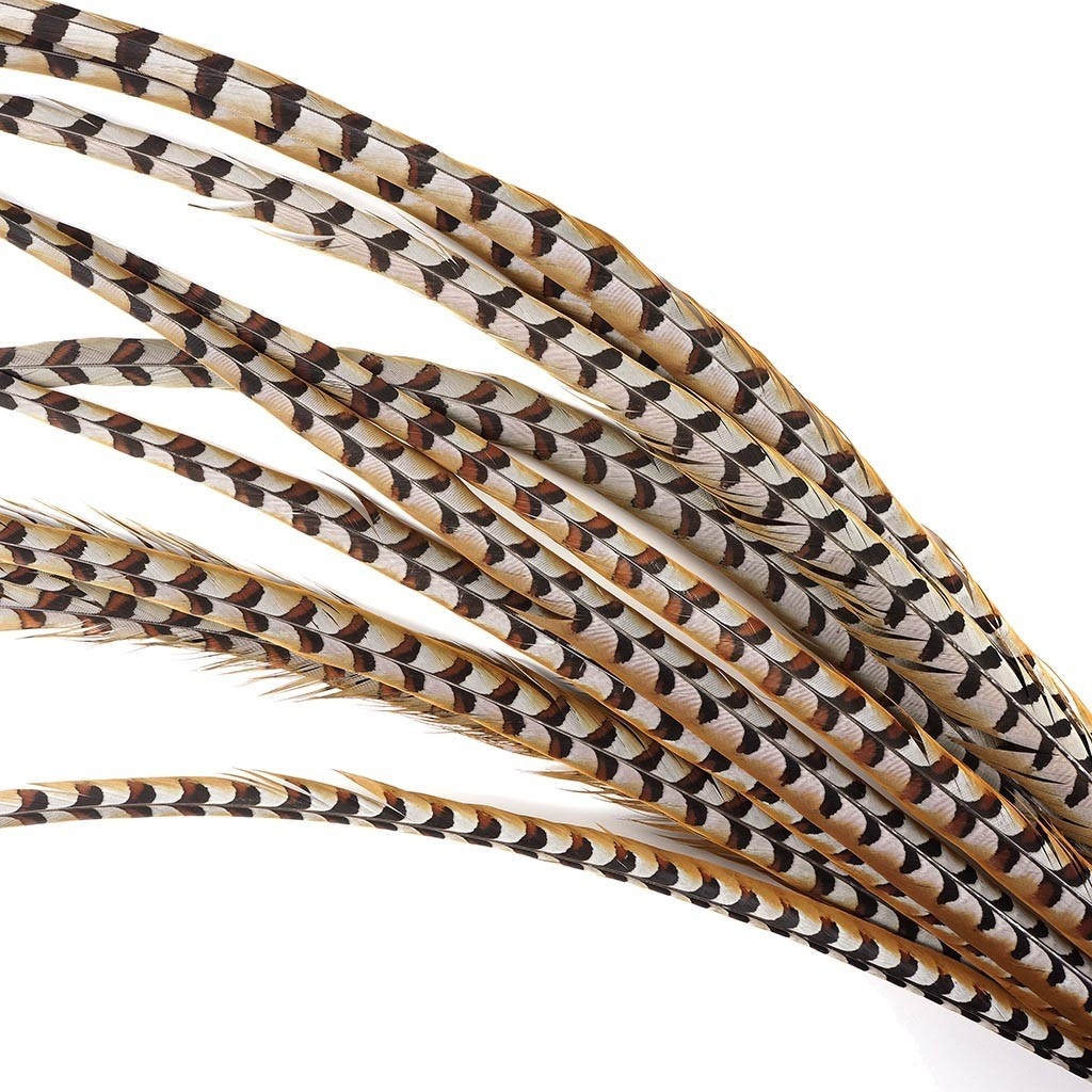 Reeves's Pheasant feathers 135 cm 150 cm