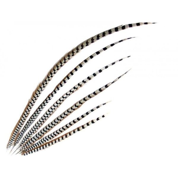Reeves's Pheasant feathers 135 cm - 150 cm