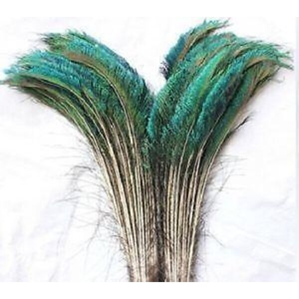 Peacock swords feathers (per 10 )