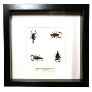 Scorpions (4) in exclusive black frame - Buthus martensi