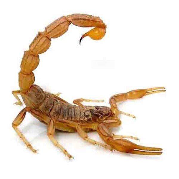 Scorpions (4) in exclusive black frame - Buthus martensi