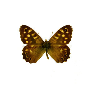 Pararge aegeria - speckled wood