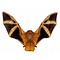 Mounted golden bat