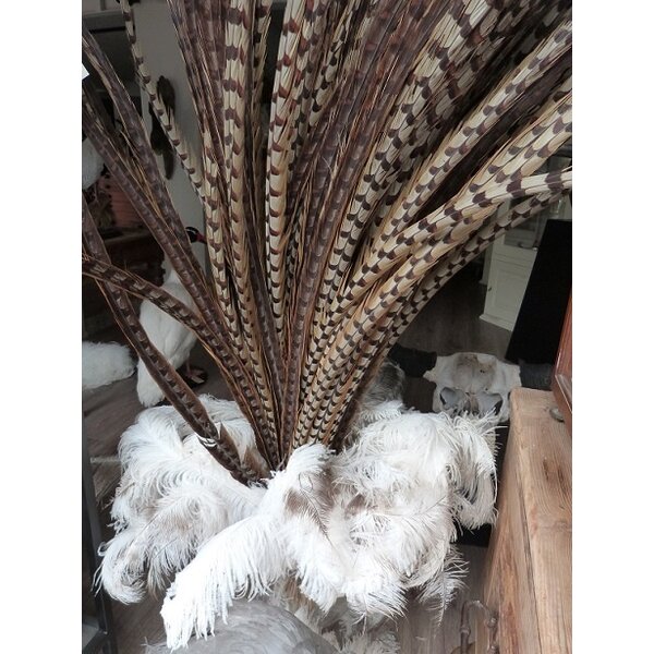 Reeves's Pheasant feathers 135 cm - 150 cm