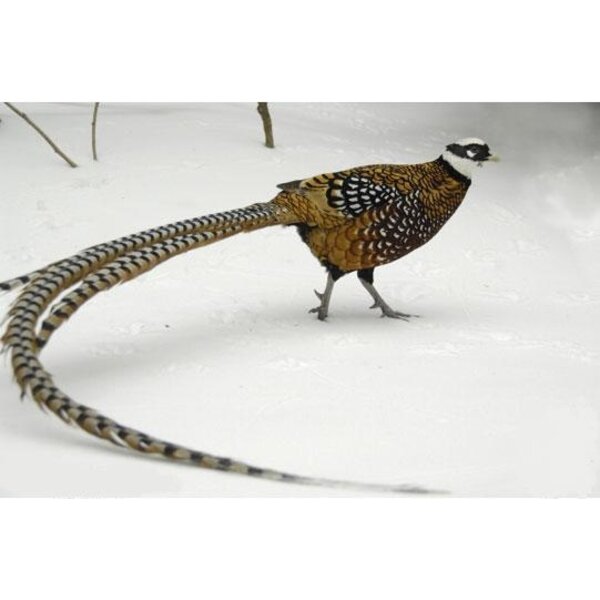 Koningsfazant veer 135 cm - 150 cm