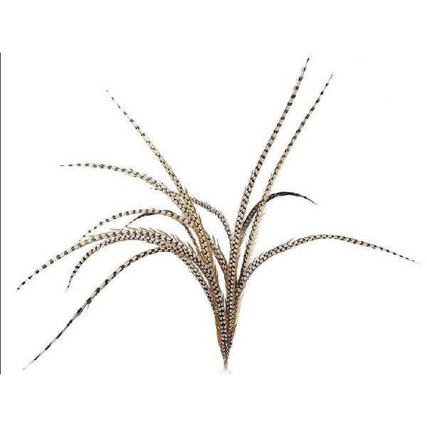 Koningsfazant veer 135 cm - 150 cm