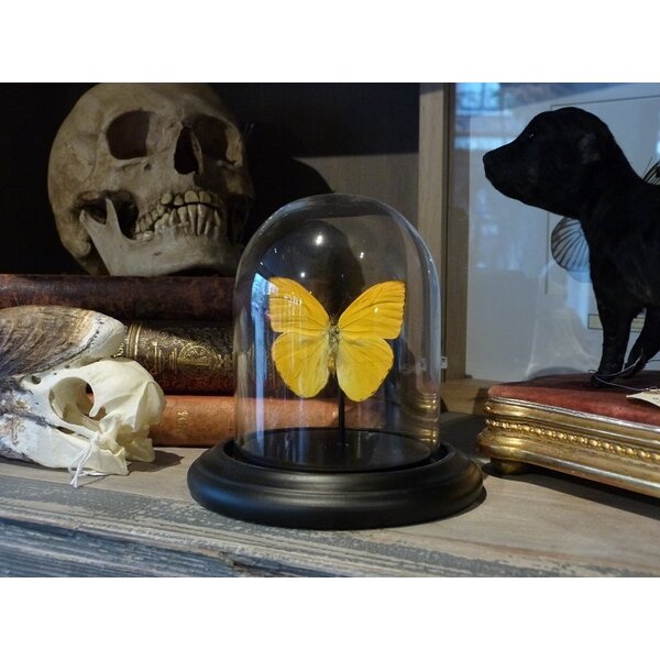 Glass dome with mounted butterfly - Phoebis argante (1)