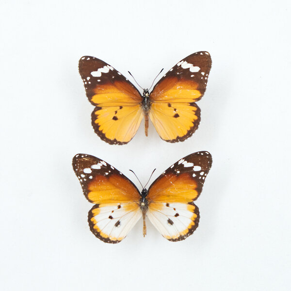 Danaus chrysippus - Kleine Monarch