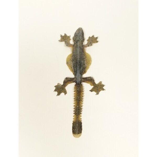 Präparierte Eidechse sp.