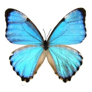 Morpho portis dried/papered