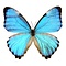 Morpho portis ongeprepareerd