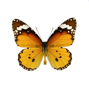 Danaus chrysippus - kleine monarchvlinder ongeprepareerd