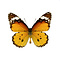 Danaus chrysippus - Kleine Monarch unpräpariert