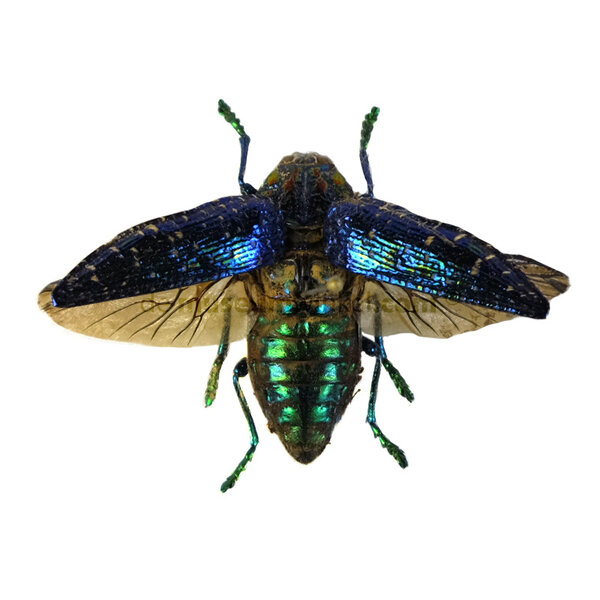 Polybothris sumptuosa gemma - Jewel Beetle metallic blue flying