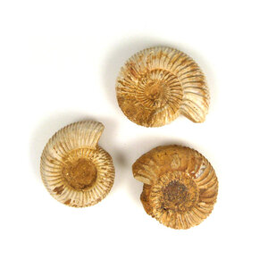 Ammonite S