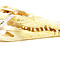 Siamese crocodile skull 25-30 cm