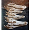 Siamese crocodile skull 25-30 cm