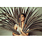 Reeves's pheasant feathers 110 - 135 cm