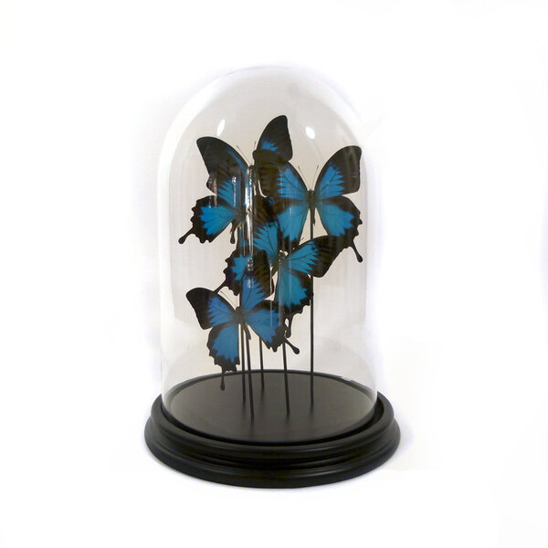 Modern glass dome with mounted butterflies - Papilio ulysses ulysses
