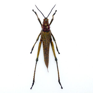 Phymateus saxosus - grasshopper wings closed